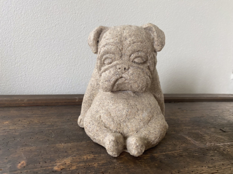English Bulldog Welpe